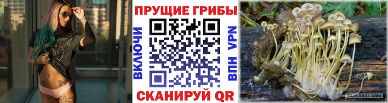 Галлюциногенные грибы Psilocybe  купить  сайты  Стерлитамак 